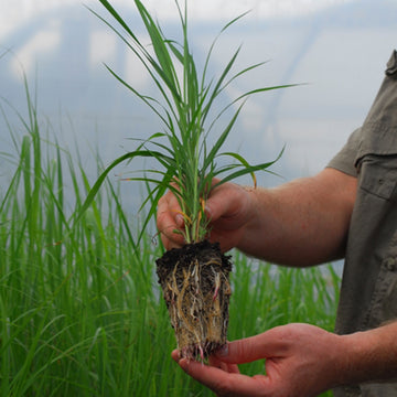 Image of Indiangrass plug.